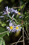 Willowleaf aster